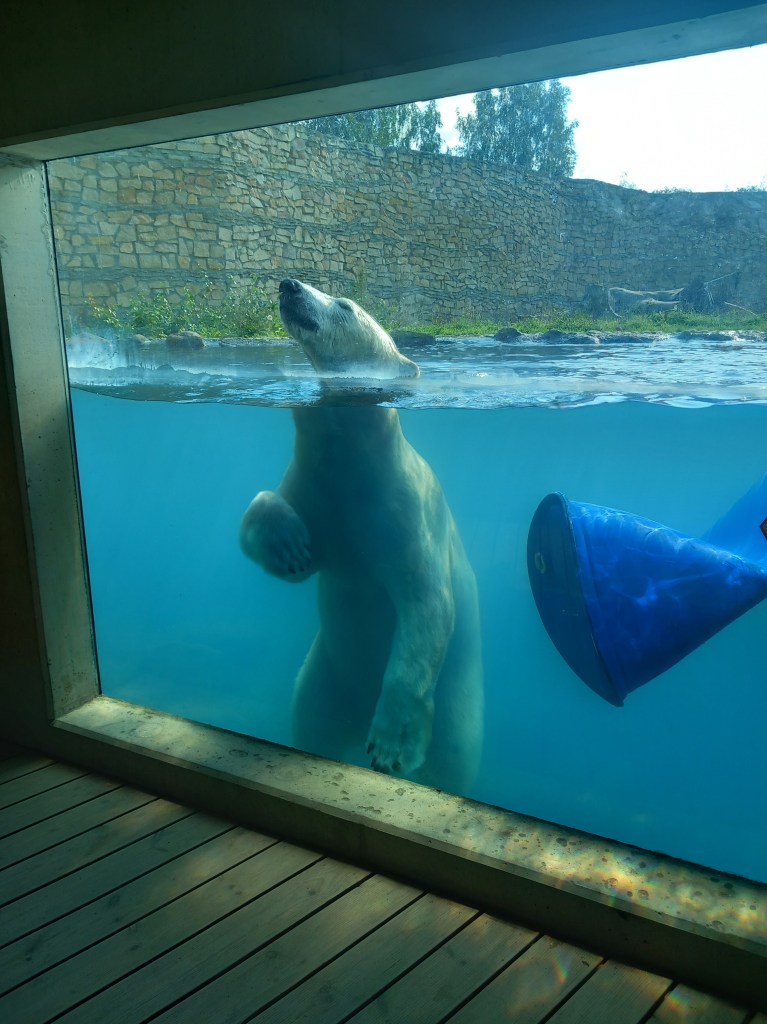 The coolest Polar bear showing off