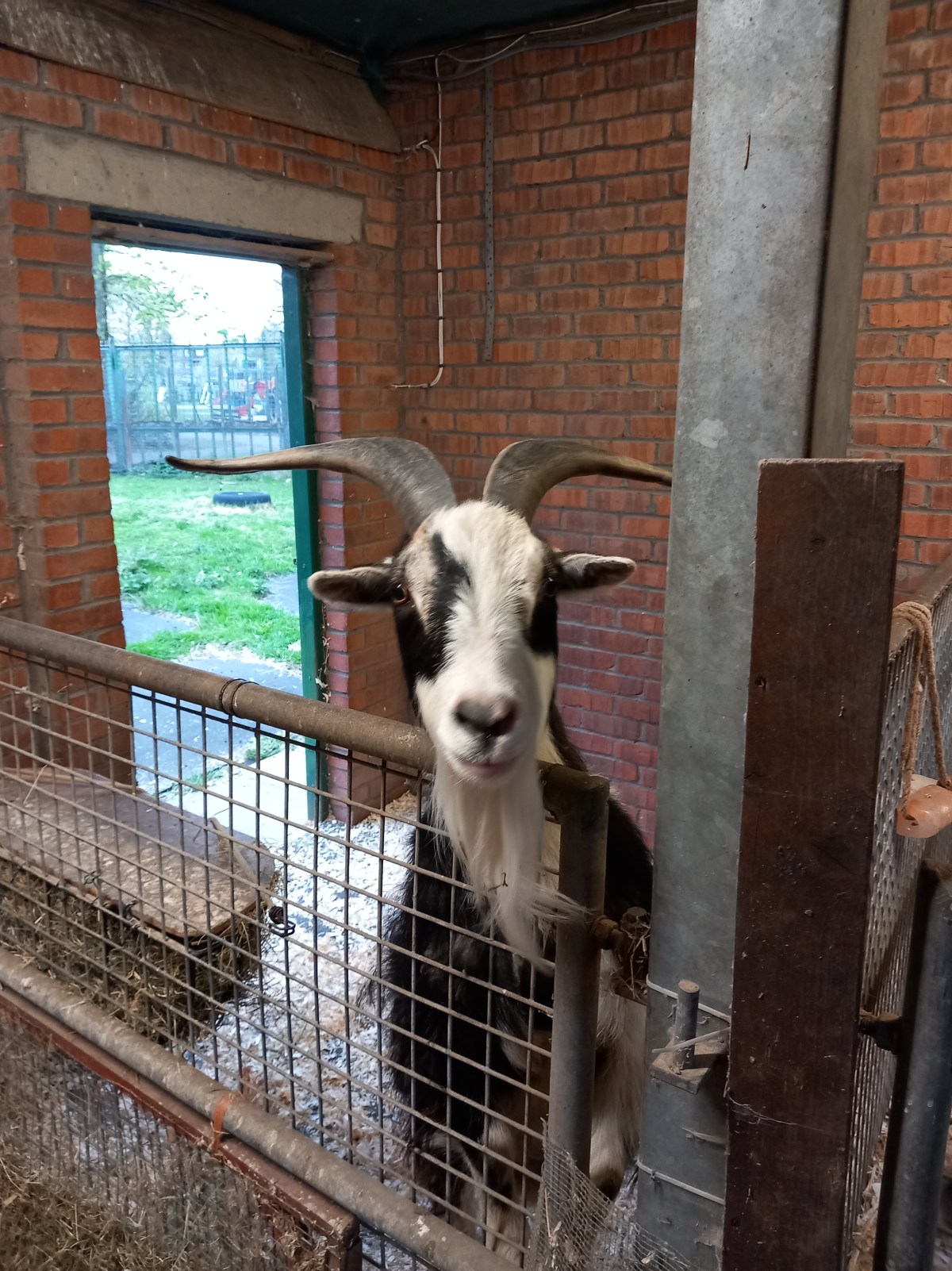 My favourite place in the City: Volunteering with crazy goats & chickens&nbsp;🐐🐔