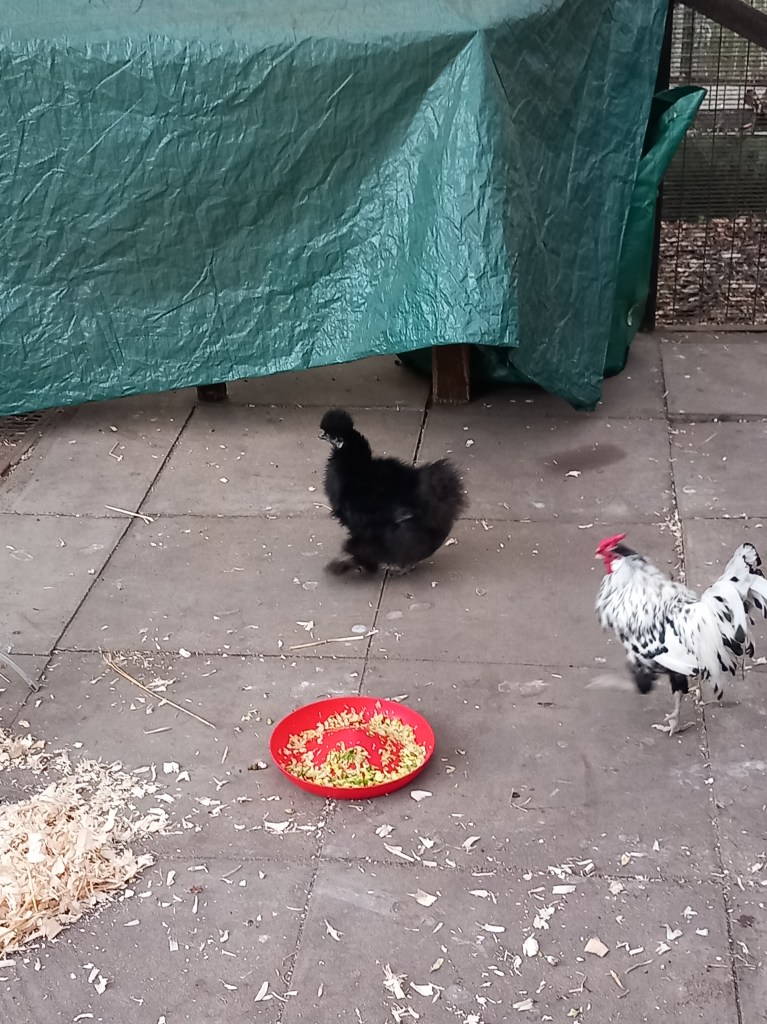 Domino on the hunt for someone to attack!